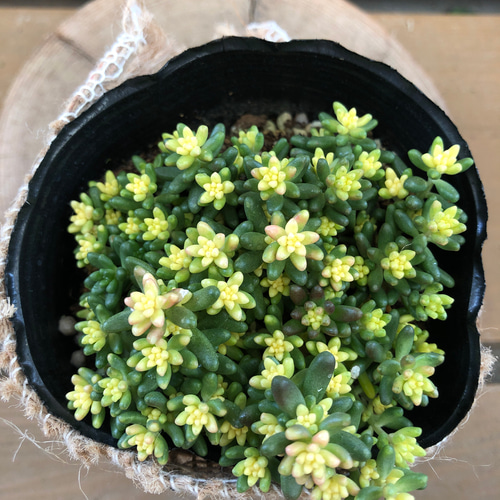 1ポット485円 セダム ベッラデインヴェルノ 9cmポット 楽天市場】セダム アルブム ベッラ デ インヴェルノ ポット苗