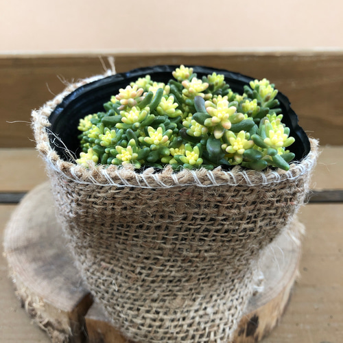 セダム〝ベッラデインベルノ〝 アートフラワー plant life 通販