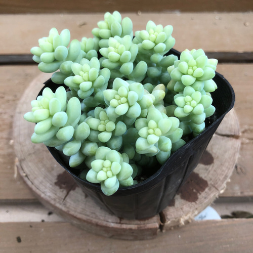 多肉植物 ぷくぷくセット♡恋心♡ビアポップ♡ 多肉植物 ぷくぷくセット 抜き苗 - メルカリ