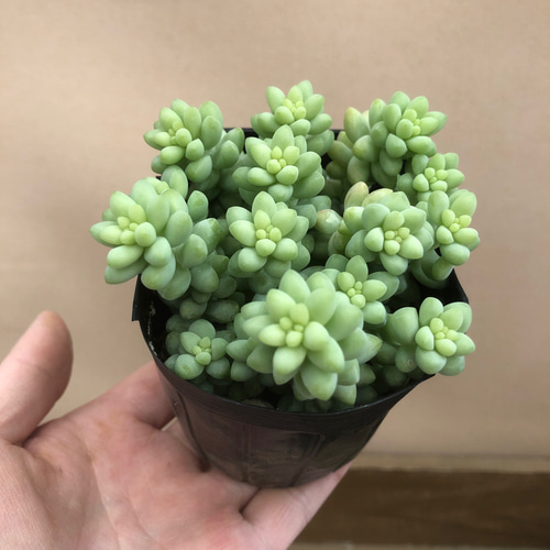 多肉植物 セダム 新玉つづり ビアホップ 2ポットset アートフラワー