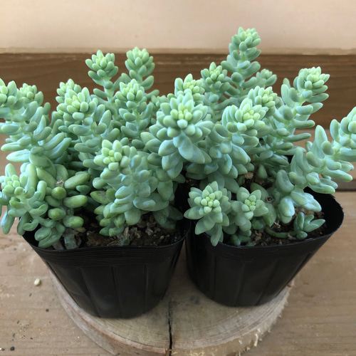 多肉植物 セダム 新玉つづり ビアホップ 2ポットset アートフラワー