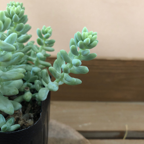 多肉植物 セダム 新玉つづり ビアホップ 2ポットset アートフラワー