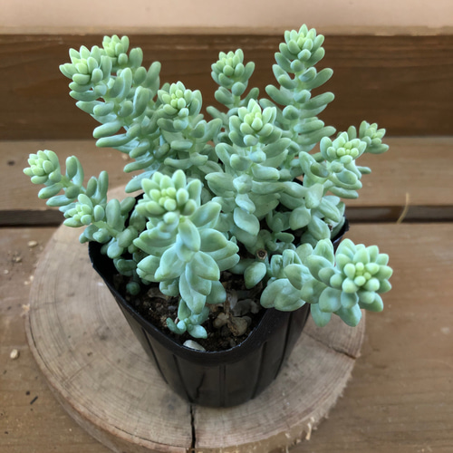 多肉植物 お買い得セット ビアホップ雪花玉 花月 ロココ 銭串錦 吹雪の松 多肉植物 ビアホップ雪花玉 抜き苗｜Yahoo!フリマ（旧PayPayフリマ）
