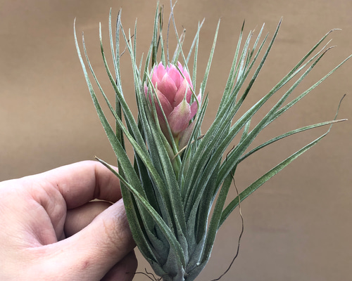 エアプランツ チランジア コットンキャンディ アートフラワー plant