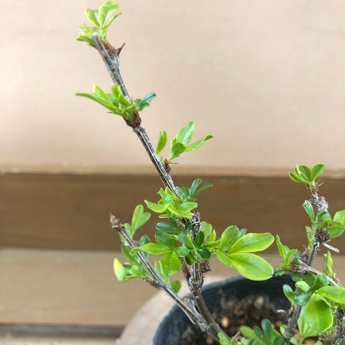 ムレスズメ（群雀） アートフラワー plant life 通販 8914348｜Creema