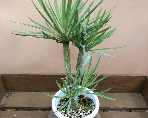 ［現品］91番　セネシオ　クレイニア　モンキーツリー 7号　レア　多肉植物 Senecio kleinia セネシオ・クレイニア ”モンキーツリー” | plants