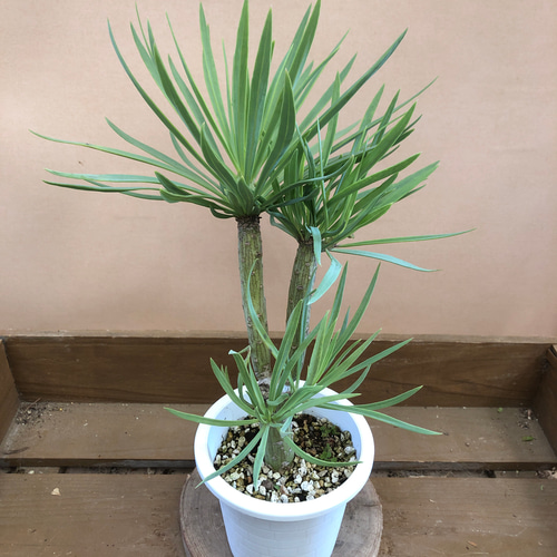 多肉植物 セネシオ クレイニア（モンキーツリー） アートフラワー