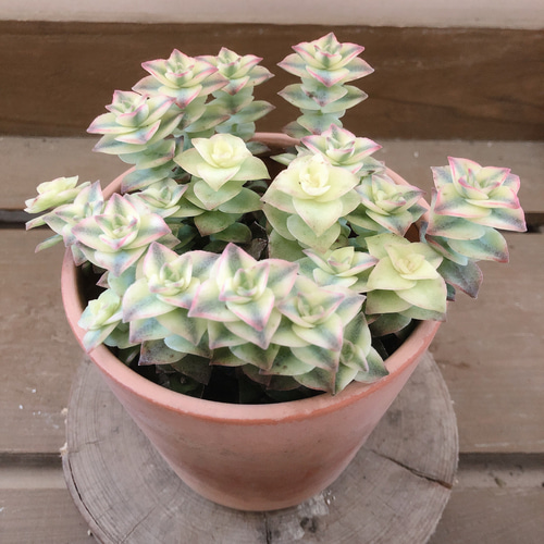 多肉植物　クラッスラ　南十字星　カット3本 多肉植物 クラッスラ 南十字星 カット3本 クラッスラ 南十字星 - 多肉