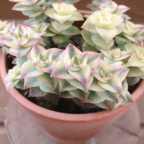 多肉植物 クラッスラ 南十字星 アートフラワー plant life 通販