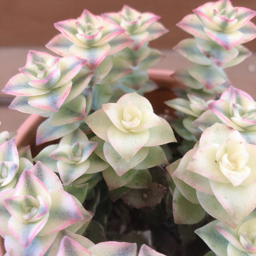 多肉植物 クラッスラ 南十字星 アートフラワー plant life 通販