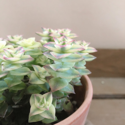 多肉植物 クラッスラ 南十字星 アートフラワー plant life 通販