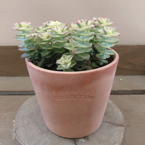 多肉植物 クラッスラ 南十字星 アートフラワー plant life 通販