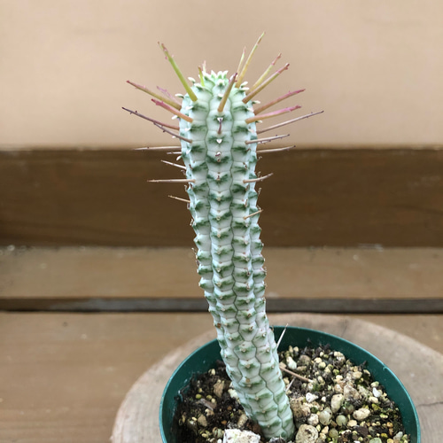 ユーフォルビア 〝ミルクトロン（白樺キリン）〝 アートフラワー plant