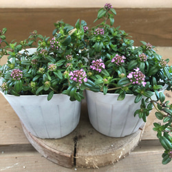 多肉植物 セダム 新玉つづり ビアホップ 2ポットset アートフラワー