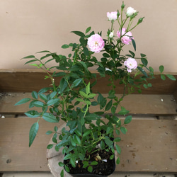 蔓性ミニバラ〝真珠貝〝 アートフラワー plant life 通販 9497474