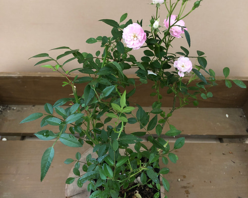 蔓性ミニバラ〝真珠貝〝 アートフラワー plant life 通販 9497474