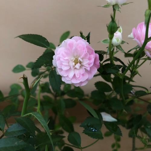 蔓性ミニバラ〝真珠貝〝 アートフラワー plant life 通販 9497474