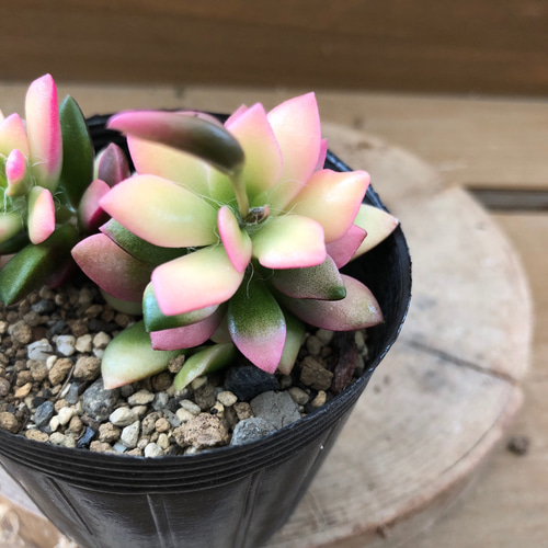 多肉植物 アナカンプセロス 桜吹雪 アートフラワー plant life 通販