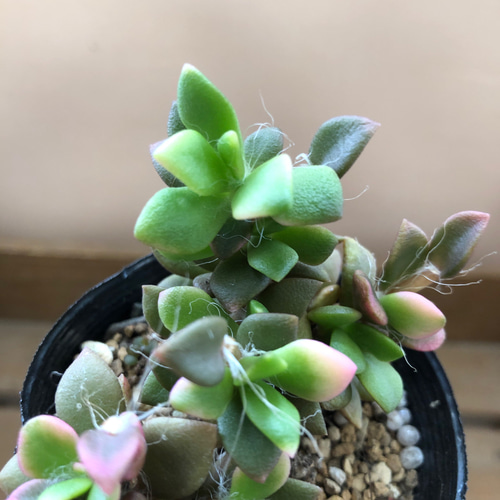 多肉植物 アナカンプセロス 桜吹雪 アートフラワー plant life 通販