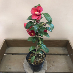 植木 庭木 薮椿 つばき 出雲大社赤薮 アートフラワー plant life