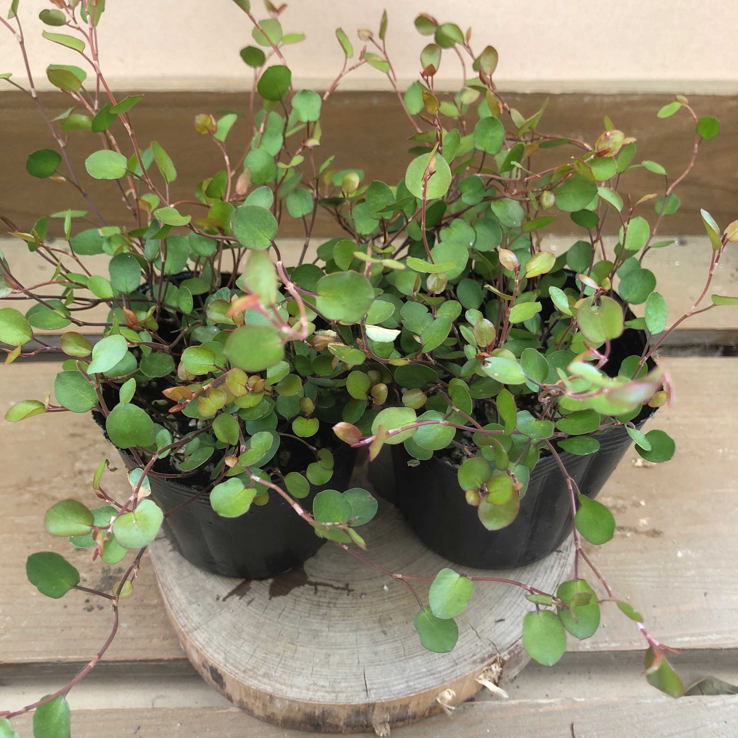 新品種！フィカスプミラ　コアラ③ 新品種！フィカスプミラ コアラ③