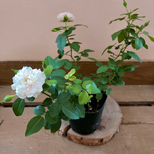 四季咲き ミニバラ グリーンアイス アートフラワー plant life