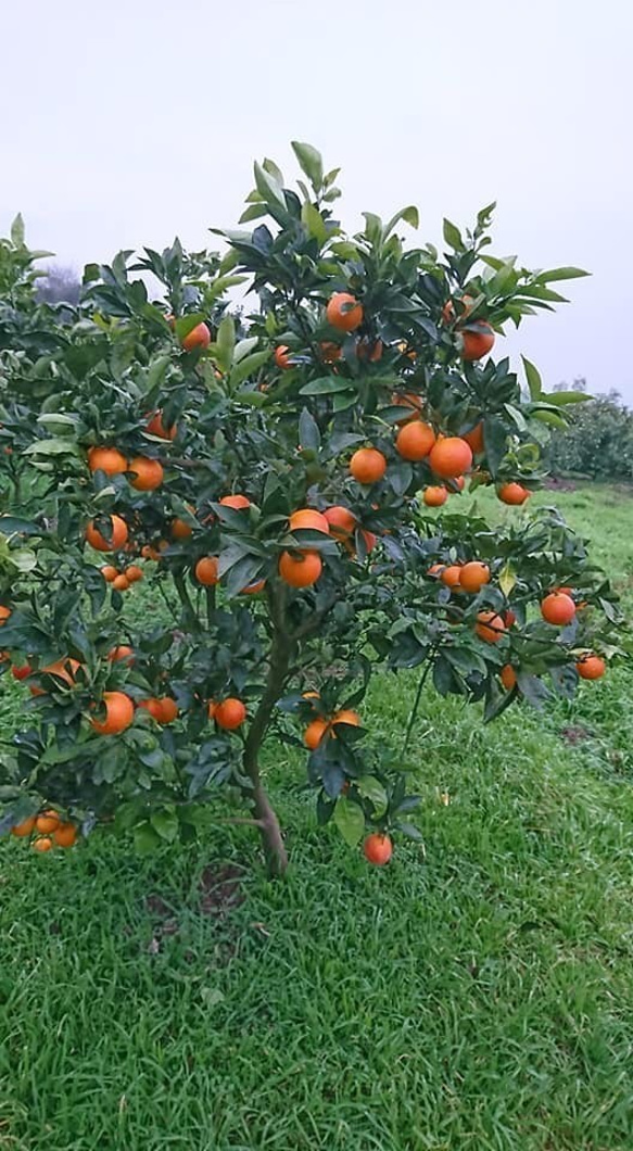 国産ブラッドオレンジマーマレード　無農薬栽培♪ 4枚目の画像