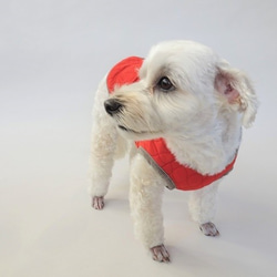 M號絎縫狗外套<藍色>約4公斤至6公斤 第3張的照片