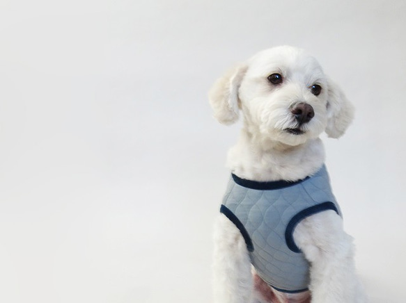 M號絎縫狗外套<藍色>約4公斤至6公斤 第7張的照片