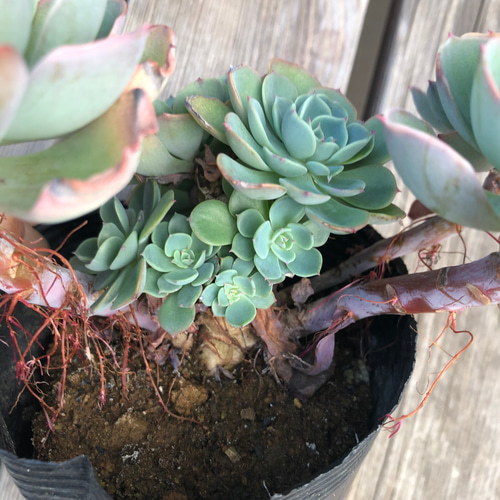 七福神 ⑤ 多肉植物 手っ取り早かっ