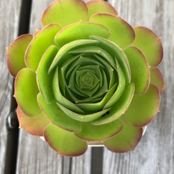 多肉植物　3号 1枚目の画像