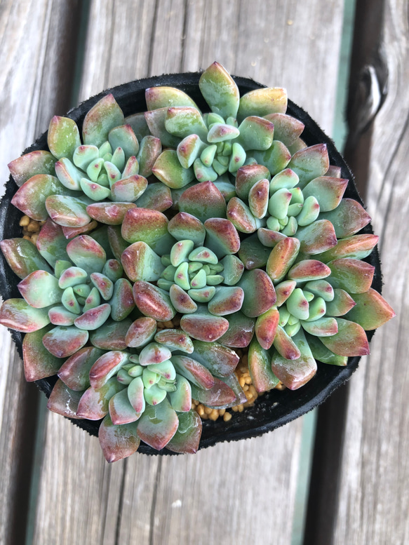 多肉植物　リトルビューティー 8カット　カット苗　セダム セダム：リトルビューティー 2.5号ポット の通販 | 園芸ネット