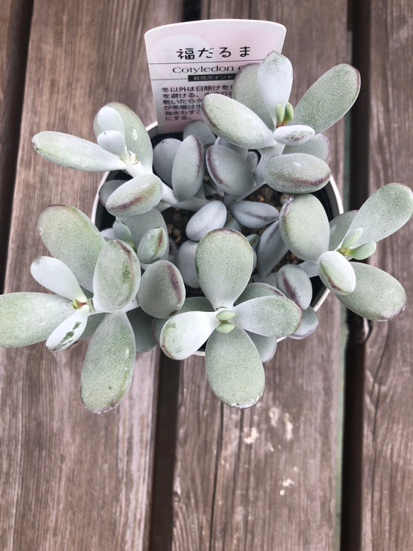 多肉植物　福だるま 2枚目の画像