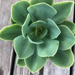 多肉植物　エケベリア  札落ち　　とても大きい 2枚目の画像