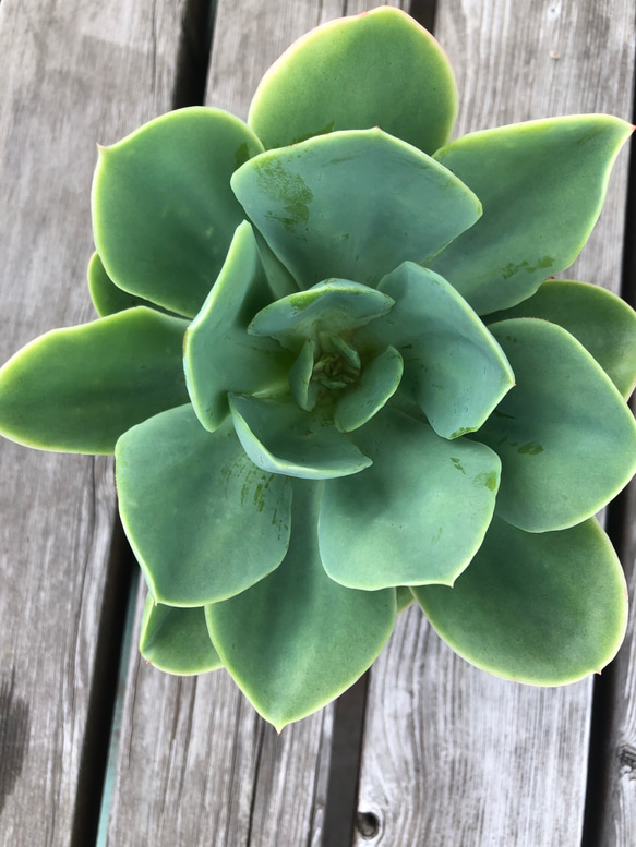 多肉植物　エケベリア  札落ち　　とても大きい 2枚目の画像