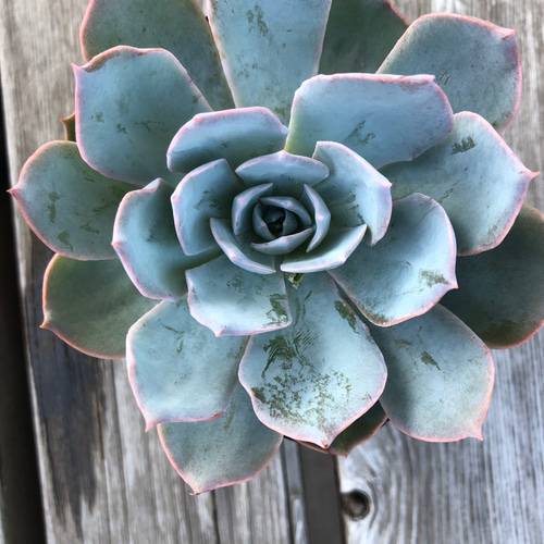 多肉植物 エケベリア 札落ち リース ガーデン ハッピーアワー 通販