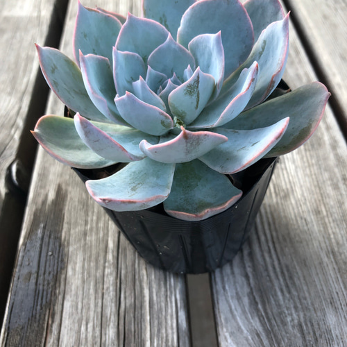 多肉植物 エケベリア 札落ち リース ガーデン ハッピーアワー 通販