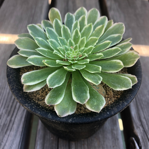 多肉植物❤レア❤ハッピー❤抜き苗 多肉植物❤レア❤ハッピー❤抜き苗