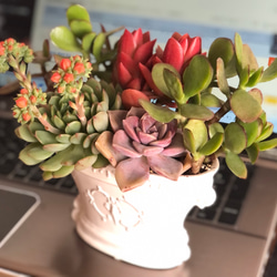 ♡ 新品陶器♡ネルソルで固まってる寄せ植え♡多肉植物♡可愛い リース