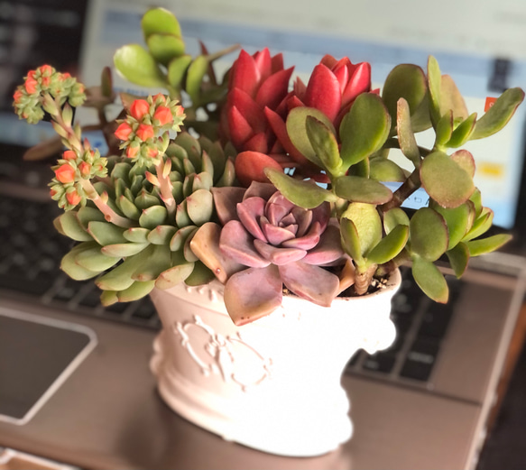 ♡ 新品陶器♡ネルソルで固まってる寄せ植え♡多肉植物♡可愛い リース