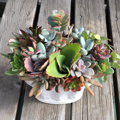 ♡ 新品陶器♡ネルソルで固まってる寄せ植え♡多肉植物♡可愛い リース