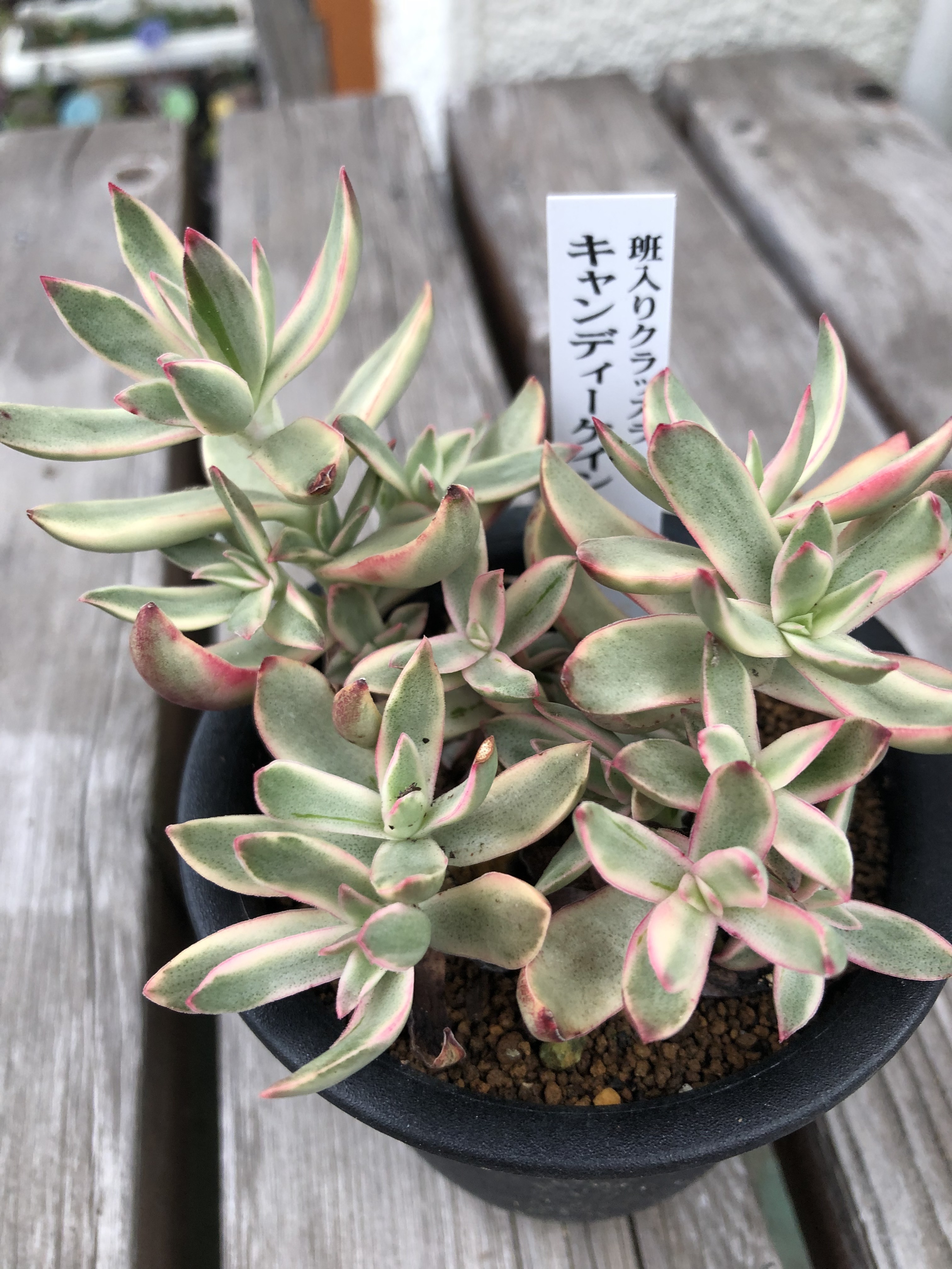 クラッスラ  ルブリカウリス　キャンディケイン 多肉植物 抜き苗