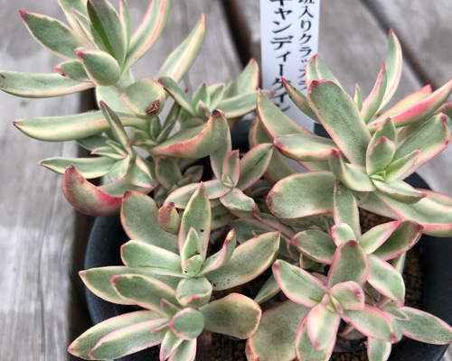 多肉植物  クラッスラ ルブリカウリス　キャンディケイン 抜き苗 1月10日【多肉植物】星系以外のクラッスラ | 多肉、虫好きの