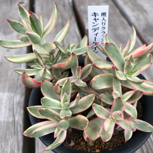 キャンディーグレープ ×Pachysedum 'Ganzhou' | 多肉日記(たにっき