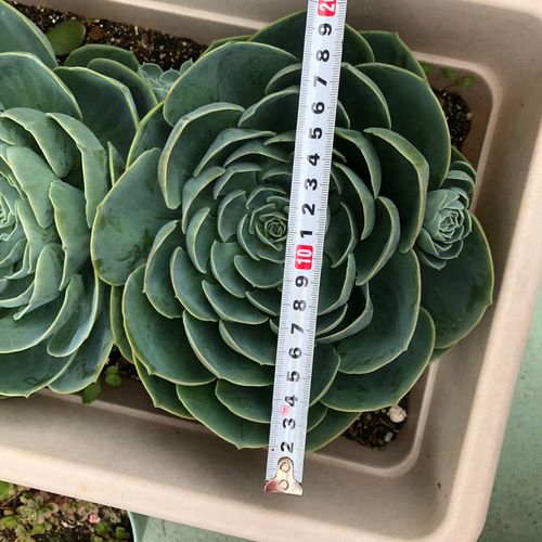 親株七福神を思いきってチョンパ | 観葉植物diary