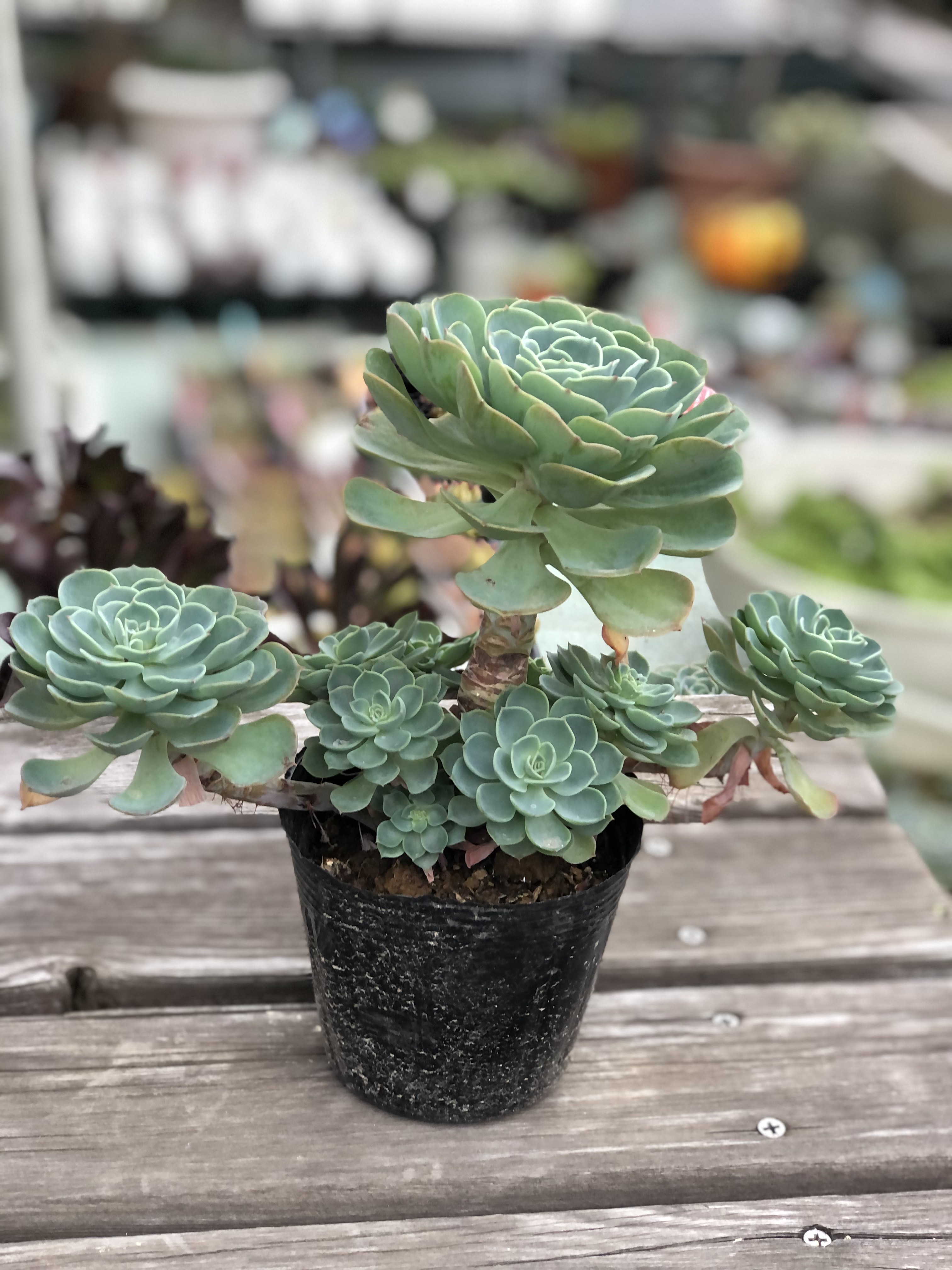 七福神　⑤  多肉植物 多肉植物 七福神子沢山 10.5ポットごと発送重いです - メルカリ