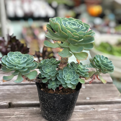 七福神　⑤  多肉植物 多肉植物 七福神 3.5号 リース ガーデン ハッピーアワー 通販 12829270