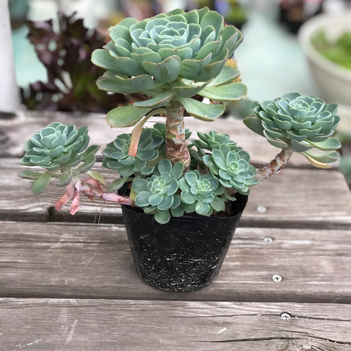 七福神　⑤  多肉植物 DSCF9934-e1496282448471-1.webp