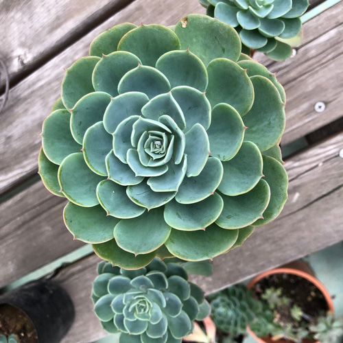 651現物 多肉植物 七福神錦 特大 抜き苗 | るる農園~多肉植物専門