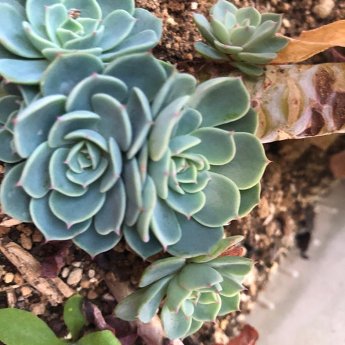 多肉植物✩.*˚七福神 抜き苗 多肉植物‪︎❤︎七福神 抜き苗 - メルカリ‬